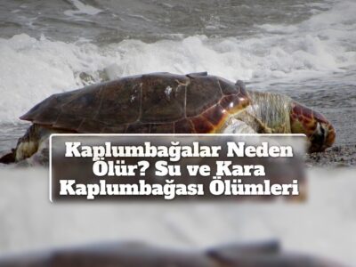 Kaplumbağalar Neden Ölür? Su ve Kara Kaplumbağası Ölümleri