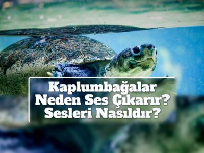 Kaplumbağalar Neden Ses Çıkarır? Sesleri Nasıldır?