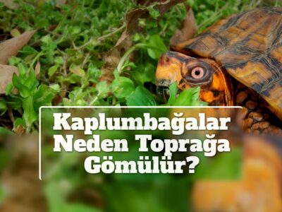 Kaplumbağalar Neden Toprağa Gömülür?