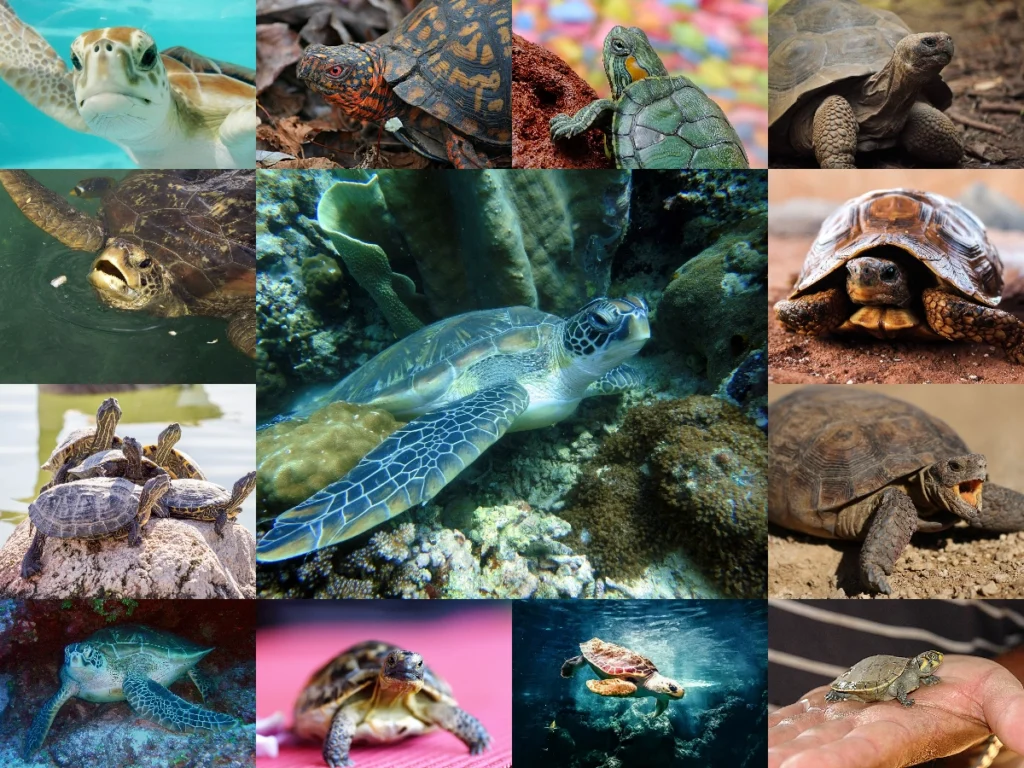 Kaplumbağalar Nerede Yaşar ve Ne Yer? Türkiye’de ve Dünyada Kaplumbağa Türleri, Yaşam Alanları ve Beslenme Alışkanlıkları