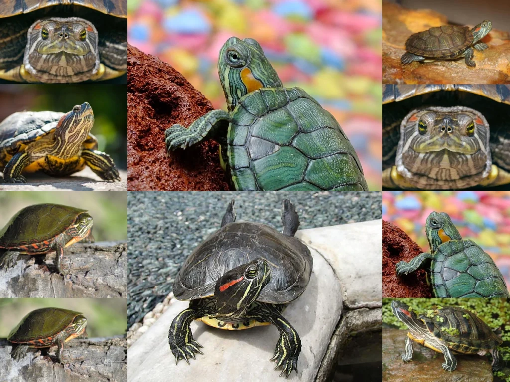 Kaplumbağalar Nerede Yaşar ve Yaşam Süresi: Evcil ve Vahşi Türlerin Ömrü Ne Kadardır?