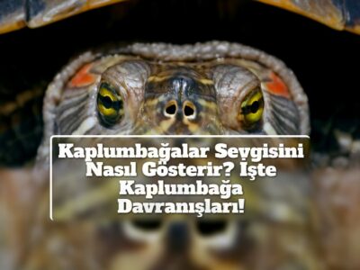 Kaplumbağalar Sevgisini Nasıl Gösterir? İşte Kaplumbağa Davranışları!