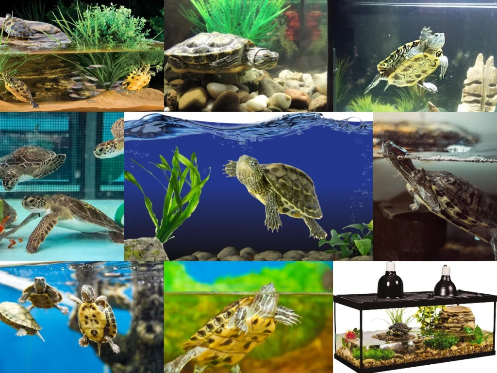 Kaplumbağalar Su Altında Uyuyabilir Mi? Suda Uyuma Alışkanlıkları