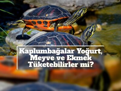 Kaplumbağalar Yoğurt, Meyve ve Ekmek Tüketebilirler mi?