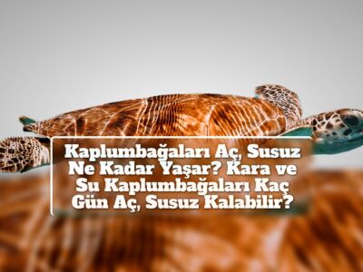 Kaplumbağaları Aç, Susuz Ne Kadar Yaşar? Kara ve Su Kaplumbağaları Kaç Gün Aç, Susuz Kalabilir?