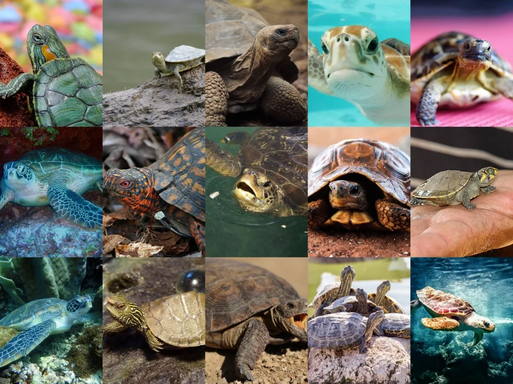 Kaplumbağaları Hakkında İlginç Bilgiler: Kaplumbağalar İle İlgili Bilinmeyenler