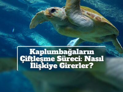 Kaplumbağaların Çiftleşme Süreci: Nasıl İlişkiye Girerler?