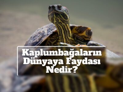 Kaplumbağaların Dünyaya Faydası Nedir?