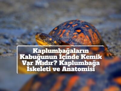 Kaplumbağaların Kabuğunun İçinde Kemik Var Mıdır? Kaplumbağa İskeleti ve Anatomisi