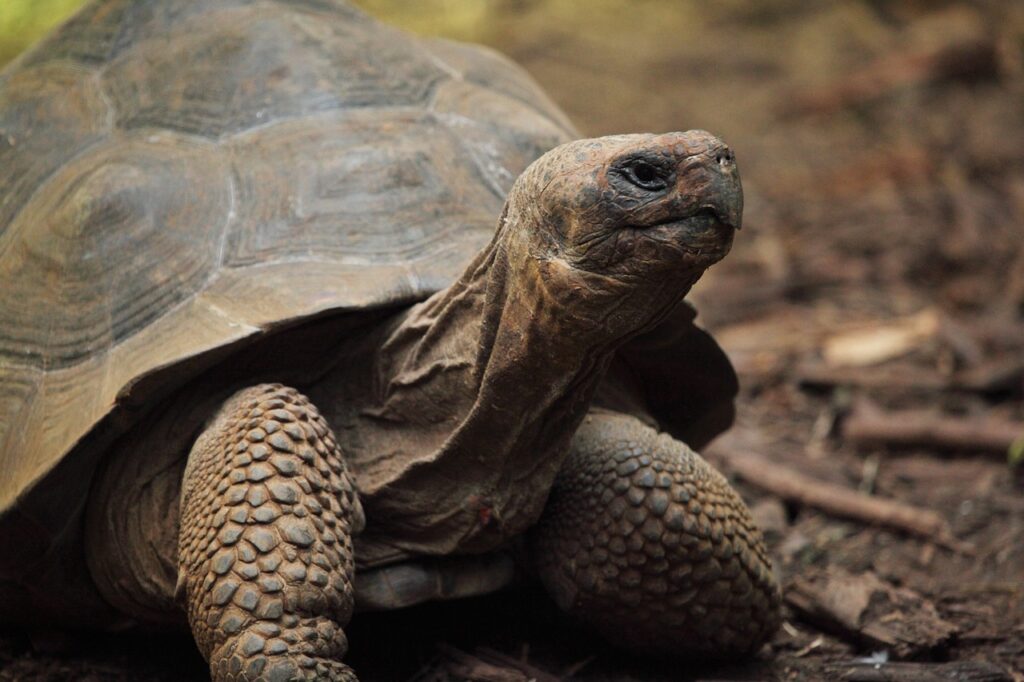 Kaplumbağaların Kaç Tane Dişi Var? Türlerine Göre Diş Sayıları ve Özellikleri