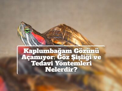 Kaplumbağam Gözünü Açamıyor: Göz Şişliği ve Tedavi Yöntemleri Nelerdir?