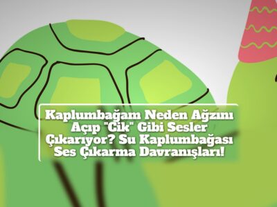 Kaplumbağam Neden Ağzını Açıp "Cik" Gibi Sesler Çıkarıyor? Su Kaplumbağası Ses Çıkarma Davranışları!