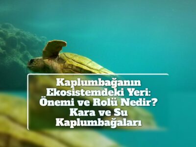 Kaplumbağanın Ekosistemdeki Yeri: Önemi ve Rolü Nedir? Kara ve Su Kaplumbağaları