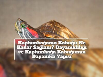 Kaplumbağanın Kabuğu Ne Kadar Sağlam? Dayanıklılığı ve Kaplumbağa Kabuğunun Dayanıklı Yapısı