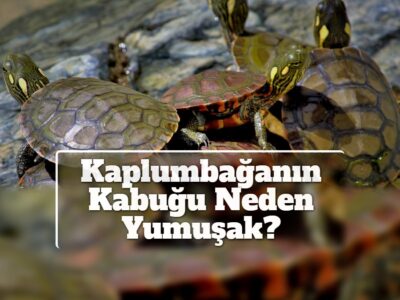 Kaplumbağanın Kabuğu Neden Yumuşak?