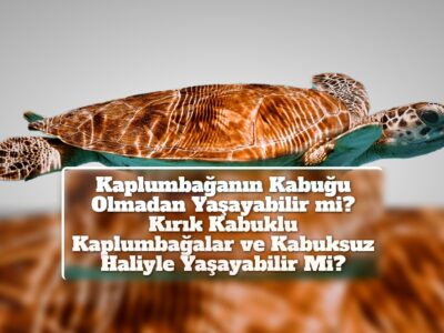 Kaplumbağanın Kabuğu Olmadan Yaşayabilir mi? Kırık Kabuklu Kaplumbağalar ve Kabuksuz Haliyle Yaşayabilir Mi?