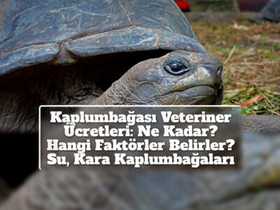 Kaplumbağası Veteriner Ücretleri: Ne Kadar? Hangi Faktörler Belirler? Su, Kara Kaplumbağaları