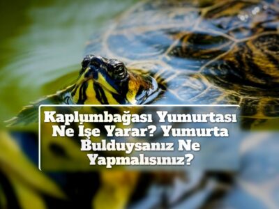 Kaplumbağası Yumurtası Ne İşe Yarar? Yumurta Bulduysanız Ne Yapmalısınız?