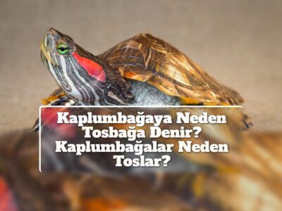 Kaplumbağaya Neden Tosbağa Denir? Kaplumbağalar Neden Toslar?