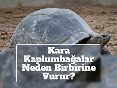 Kara Kaplumbağalar Neden Birbirine Vurur?