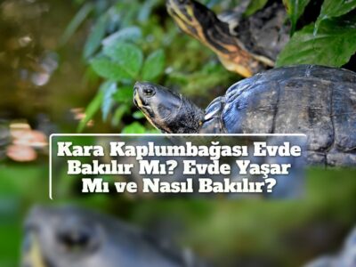 Kara Kaplumbağası Evde Bakılır Mı? Evde Yaşar Mı ve Nasıl Bakılır?