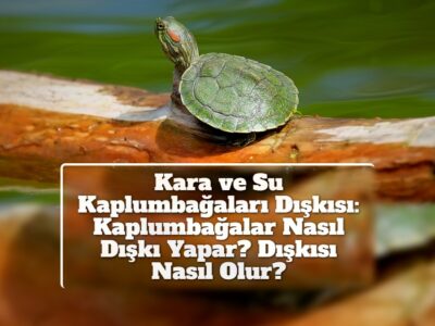 Kara ve Su Kaplumbağaları Dışkısı: Kaplumbağalar Nasıl Dışkı Yapar? Dışkısı Nasıl Olur?