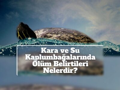 Kara ve Su Kaplumbağalarında Ölüm Belirtileri Nelerdir?