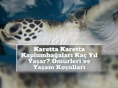Karetta Karetta Kaplumbağaları Kaç Yıl Yaşar? Ömürleri ve Yaşam Koşulları