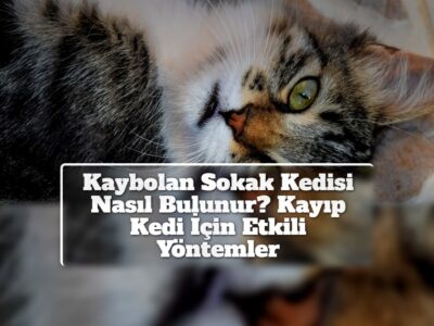 Kaybolan Sokak Kedisi Nasıl Bulunur? Kayıp Kedi İçin Etkili Yöntemler