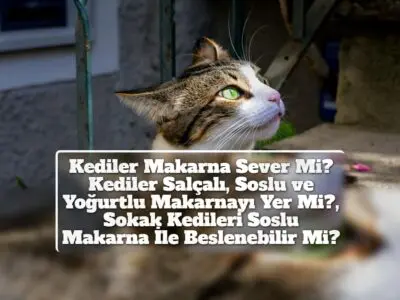 Kediler Makarna Sever Mi? Kediler Salçalı, Soslu ve Yoğurtlu Makarnayı Yer Mi?, Sokak Kedileri Soslu Makarna İle Beslenebilir Mi?