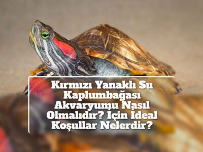 Kırmızı Yanaklı Su Kaplumbağası Akvaryumu Nasıl Olmalıdır? İçin İdeal Koşullar Nelerdir?