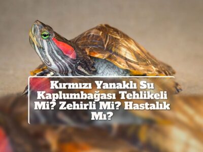 Kırmızı Yanaklı Su Kaplumbağası Tehlikeli Mi? Zehirli Mi? Hastalık Mı?