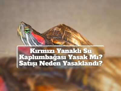 Kırmızı Yanaklı Su Kaplumbağası Yasak Mı? Satışı Neden Yasaklandı?