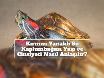 Kırmızı Yanaklı Su Kaplumbağası Yaşı ve Cinsiyeti Nasıl Anlaşılır?