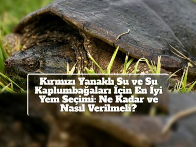 Kırmızı Yanaklı Su ve Su Kaplumbağaları İçin En İyi Yem Seçimi: Ne Kadar ve Nasıl Verilmeli?