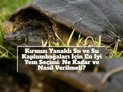 Kırmızı Yanaklı Su ve Su Kaplumbağaları İçin En İyi Yem Seçimi: Ne Kadar ve Nasıl Verilmeli?