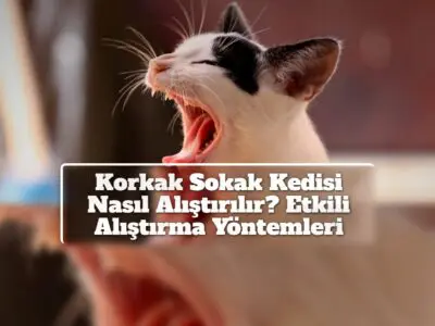 Korkak Sokak Kedisi Nasıl Alıştırılır? Etkili Alıştırma Yöntemleri