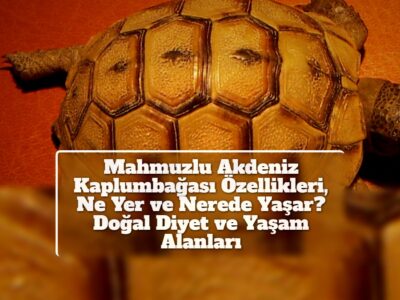 Mahmuzlu Akdeniz Kaplumbağası Özellikleri, Ne Yer ve Nerede Yaşar? Doğal Diyet ve Yaşam Alanları