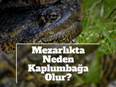 Mezarlıkta Neden Kaplumbağa Olur?