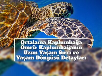 Ortalama Kaplumbağa Ömrü: Kaplumbağanın Uzun Yaşam Sırrı ve Yaşam Döngüsü Detayları