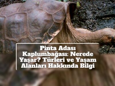 Pinta Adası Kaplumbağası: Nerede Yaşar? Türleri ve Yaşam Alanları Hakkında Bilgi