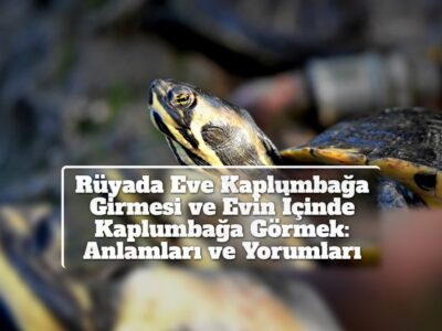 Rüyada Eve Kaplumbağa Girmesi ve Evin İçinde Kaplumbağa Görmek: Anlamları ve Yorumları
