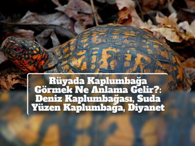 Rüyada Kaplumbağa Görmek Ne Anlama Gelir?: Deniz Kaplumbağası, Suda Yüzen Kaplumbağa, Diyanet