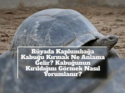 Rüyada Kaplumbağa Kabuğu Kırmak Ne Anlama Gelir? Kabuğunun Kırıldığını Görmek Nasıl Yorumlanır?