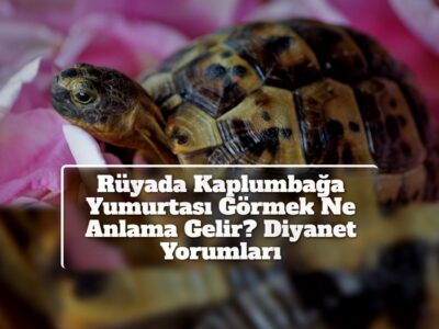 Rüyada Kaplumbağa Yumurtası Görmek Ne Anlama Gelir? Diyanet Yorumları