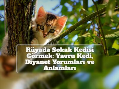 Rüyada Sokak Kedisi Görmek: Yavru Kedi, Diyanet Yorumları ve Anlamları