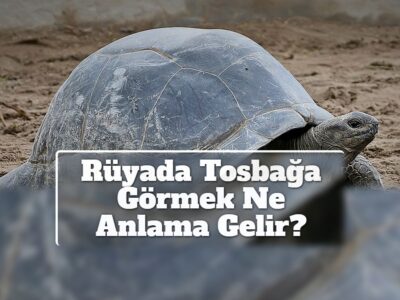 Rüyada Tosbağa Görmek Ne Anlama Gelir?