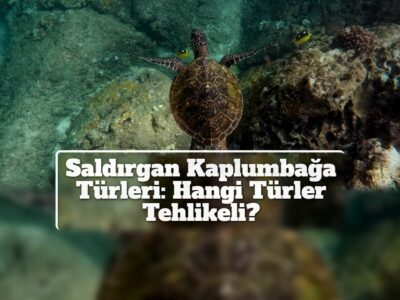 Saldırgan Kaplumbağa Türleri: Hangi Türler Tehlikeli?
