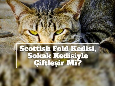 Scottish Fold Kedisi, Sokak Kedisiyle Çiftleşir Mi?