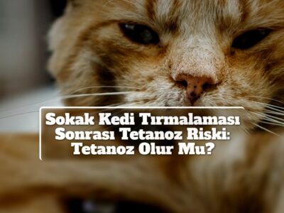Sokak Kedi Tırmalaması Sonrası Tetanoz Riski: Tetanoz Olur Mu?